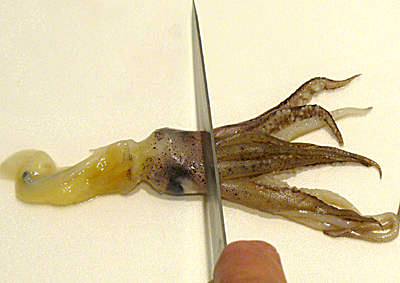Cutting squid or calamari