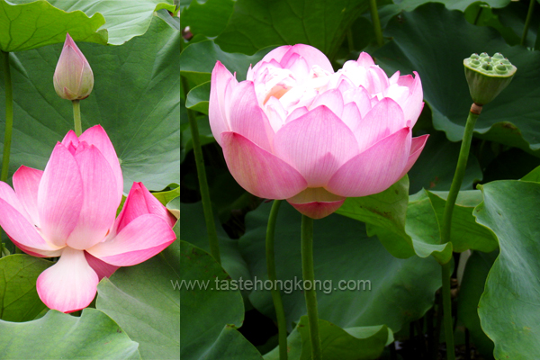 Lotus Plant with Pink Flower