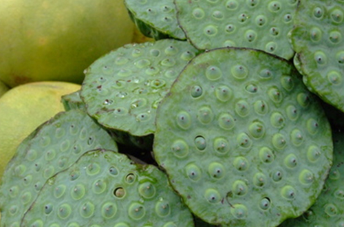 lotus pod skin disease