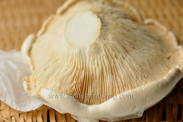 Abalone Cap Mushroom